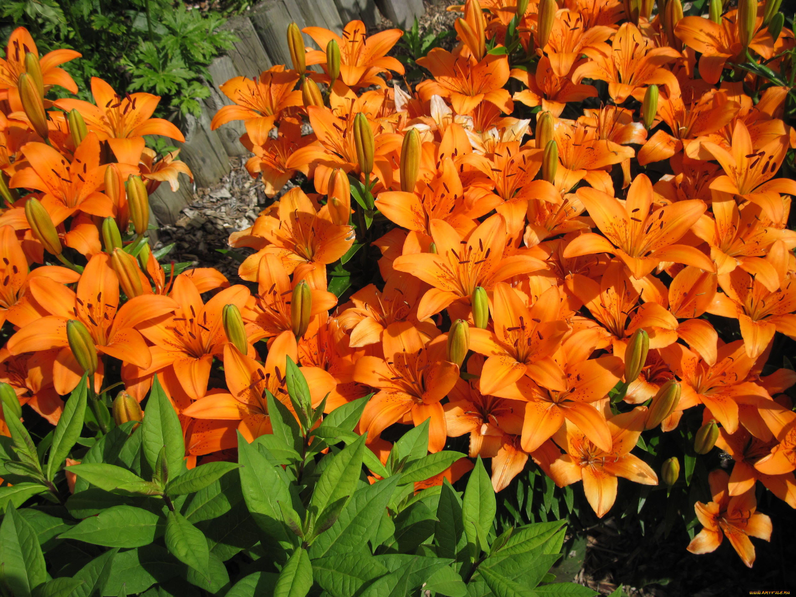Лилии оранжевые сорта с фото и названиями